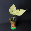 Alocasia Regal Shields Mint Variegata #1