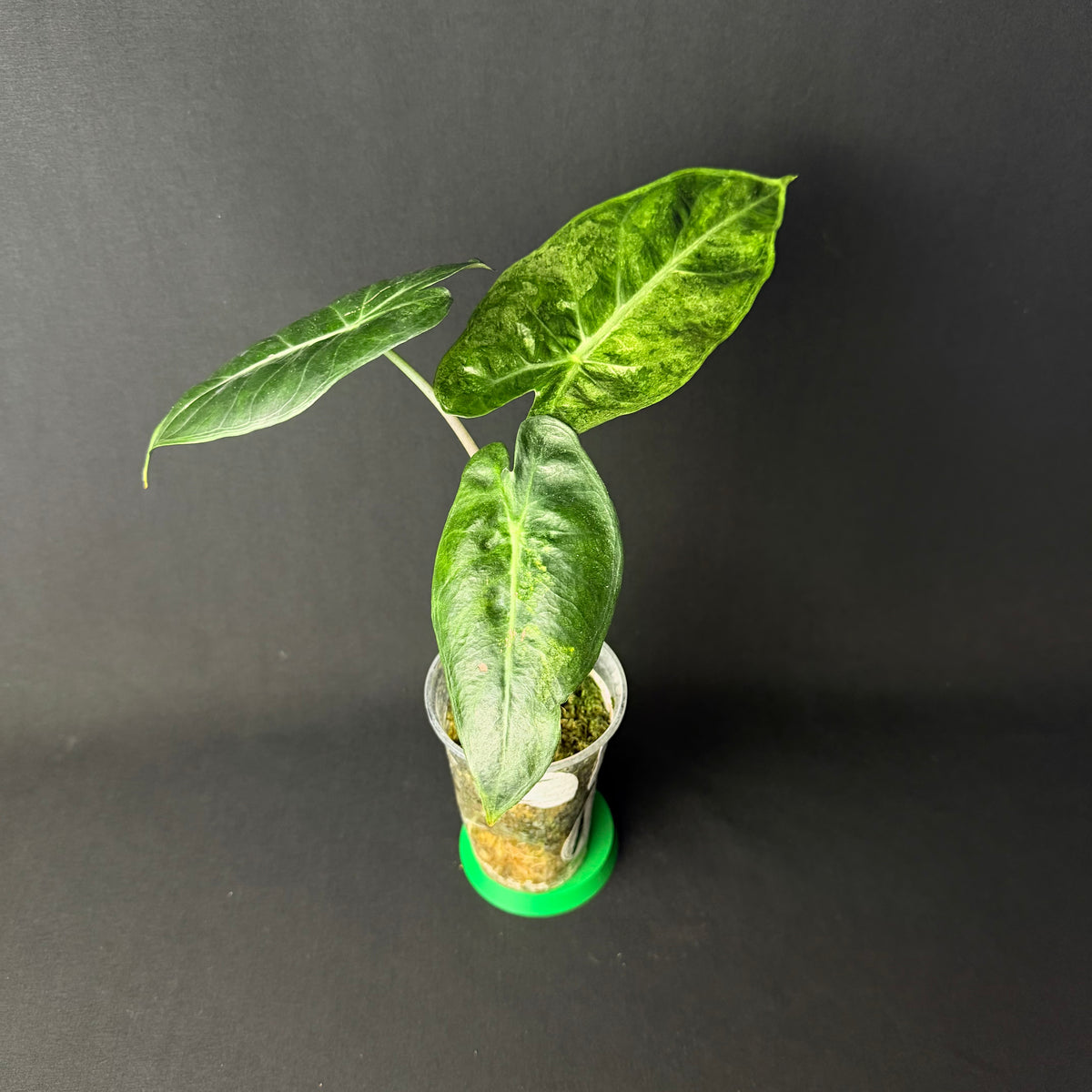Alocasia Pink Dragon Mint Variegata #1-3