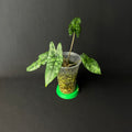 Alocasia Heterophylla 'Shattered Glass' #1-2