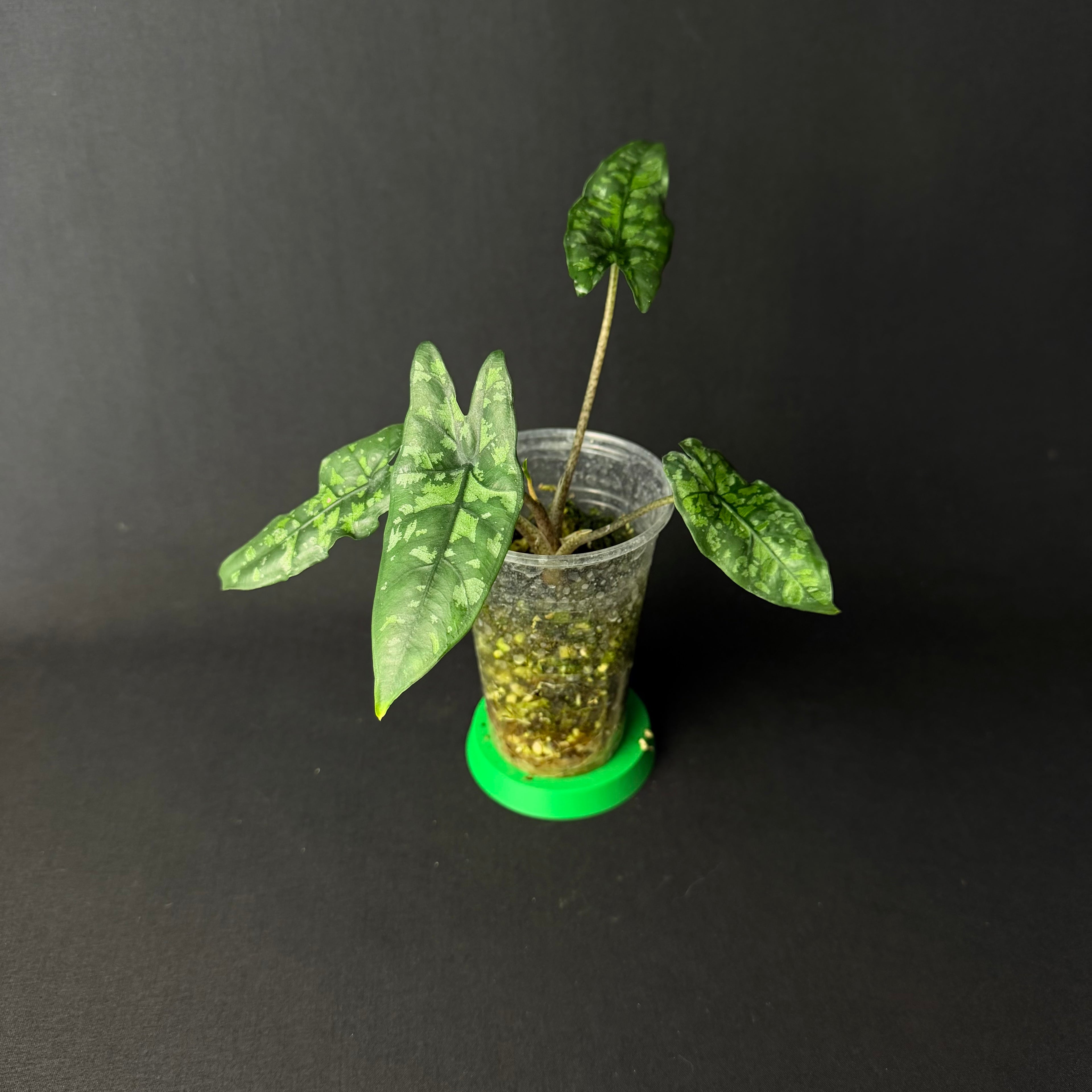 Alocasia Heterophylla 'Shattered Glass' #1-2