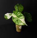Alocasia Fornicata Albo Variegata #3