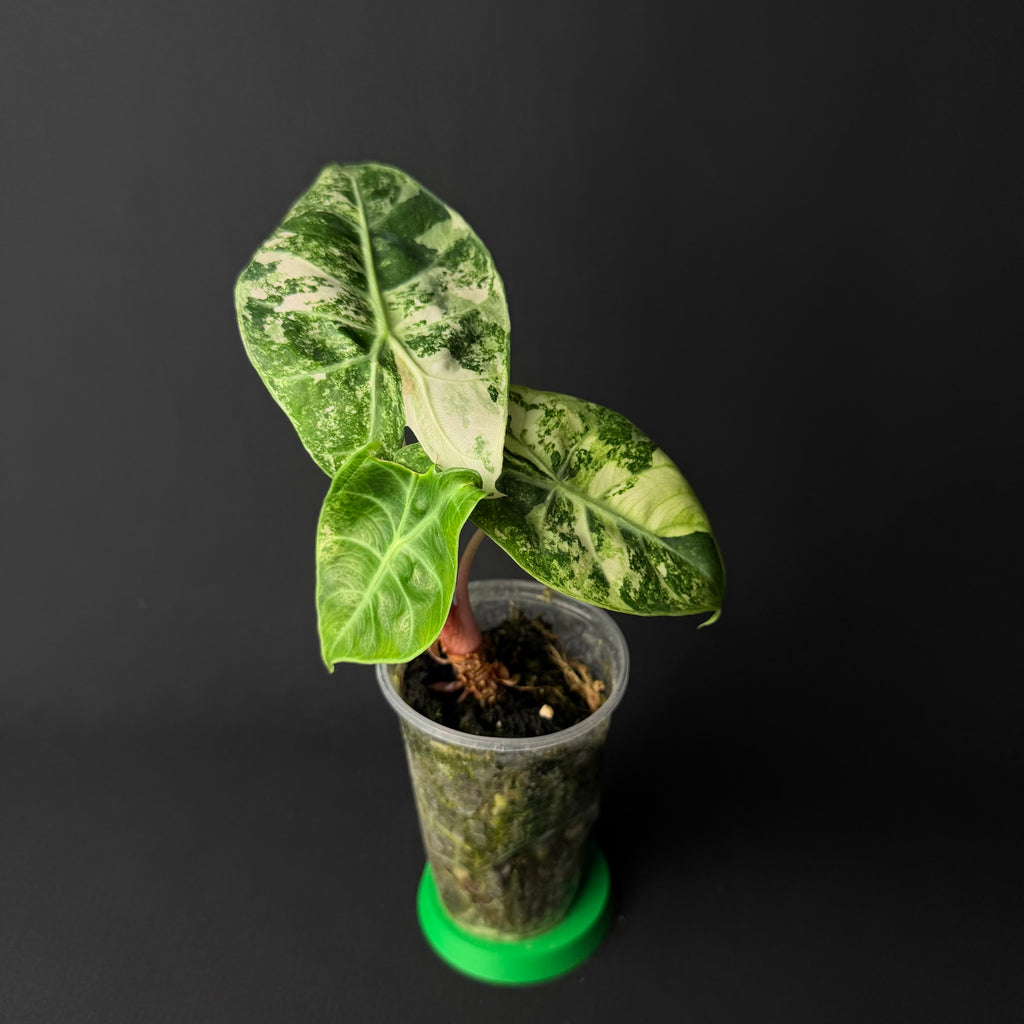 Alocasia Nairobi Nights Aurea Variegata #1-2