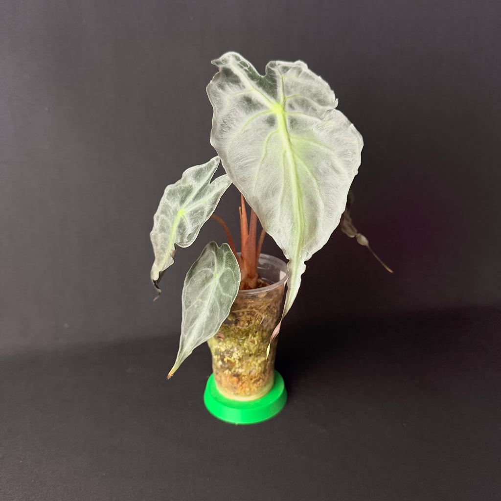 Plant template