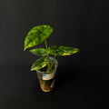 Alocasia Sinuata Aurea Variegata #2
