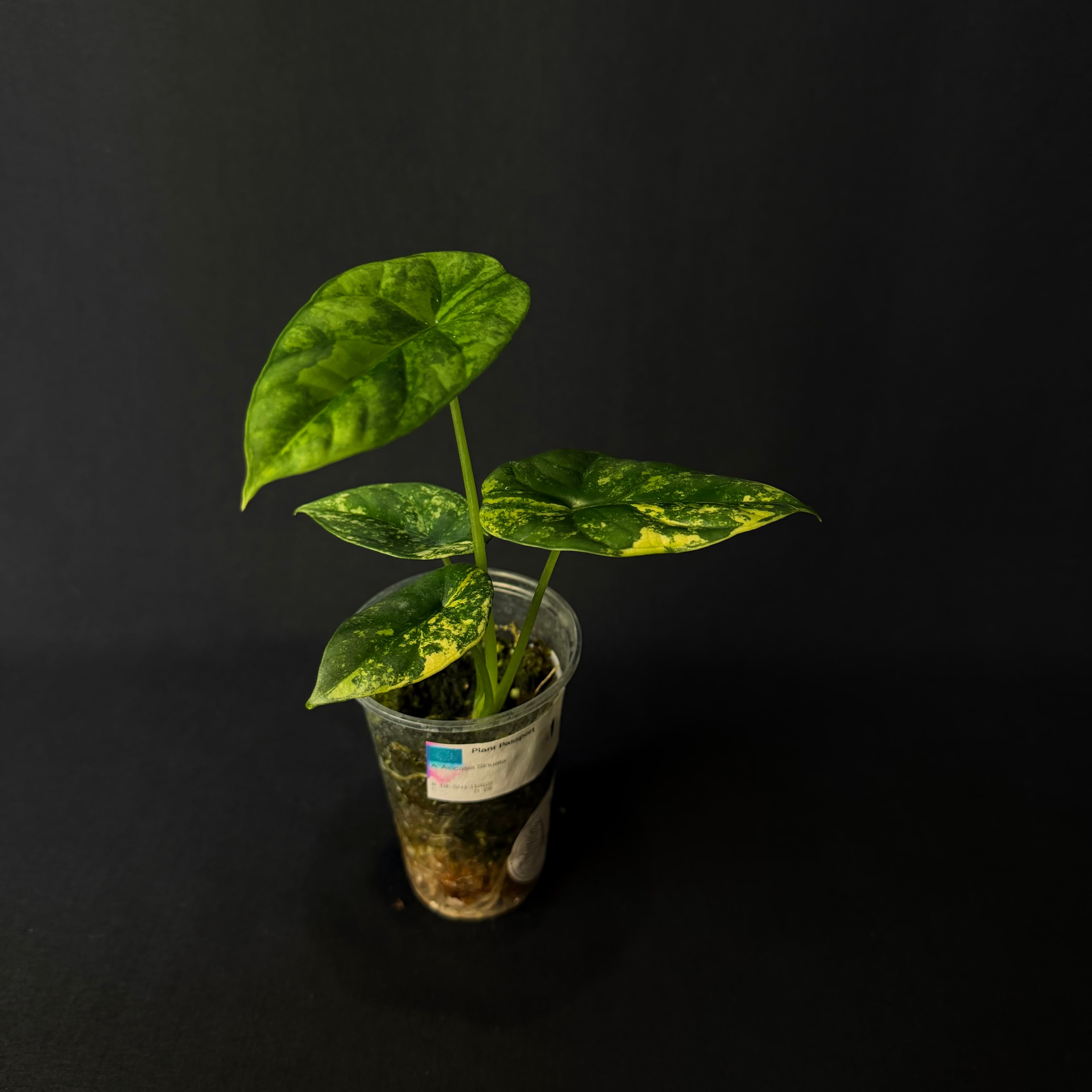 Alocasia Sinuata Aurea Variegata #2