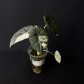 Alocasia Maharani Albo Variegata #4