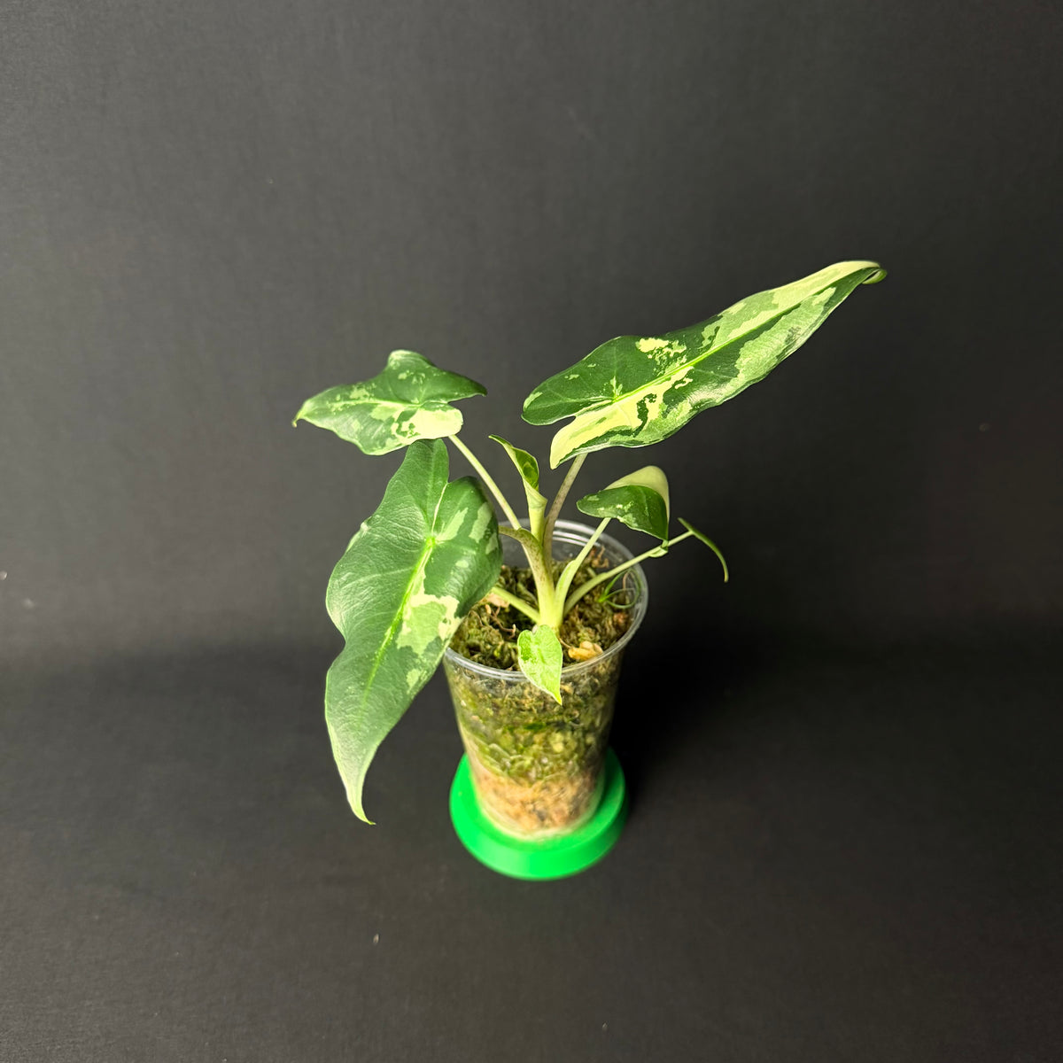 Alocasia Sarian Albo Variegata
