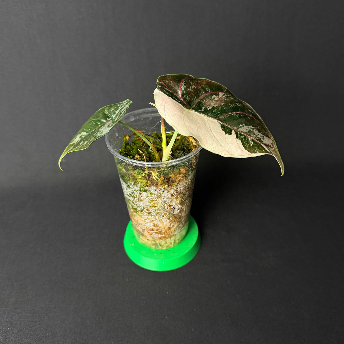 Alocasia Azlanii Albo/Pink Variegata #1-2