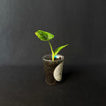 Alocasia Olanii #2