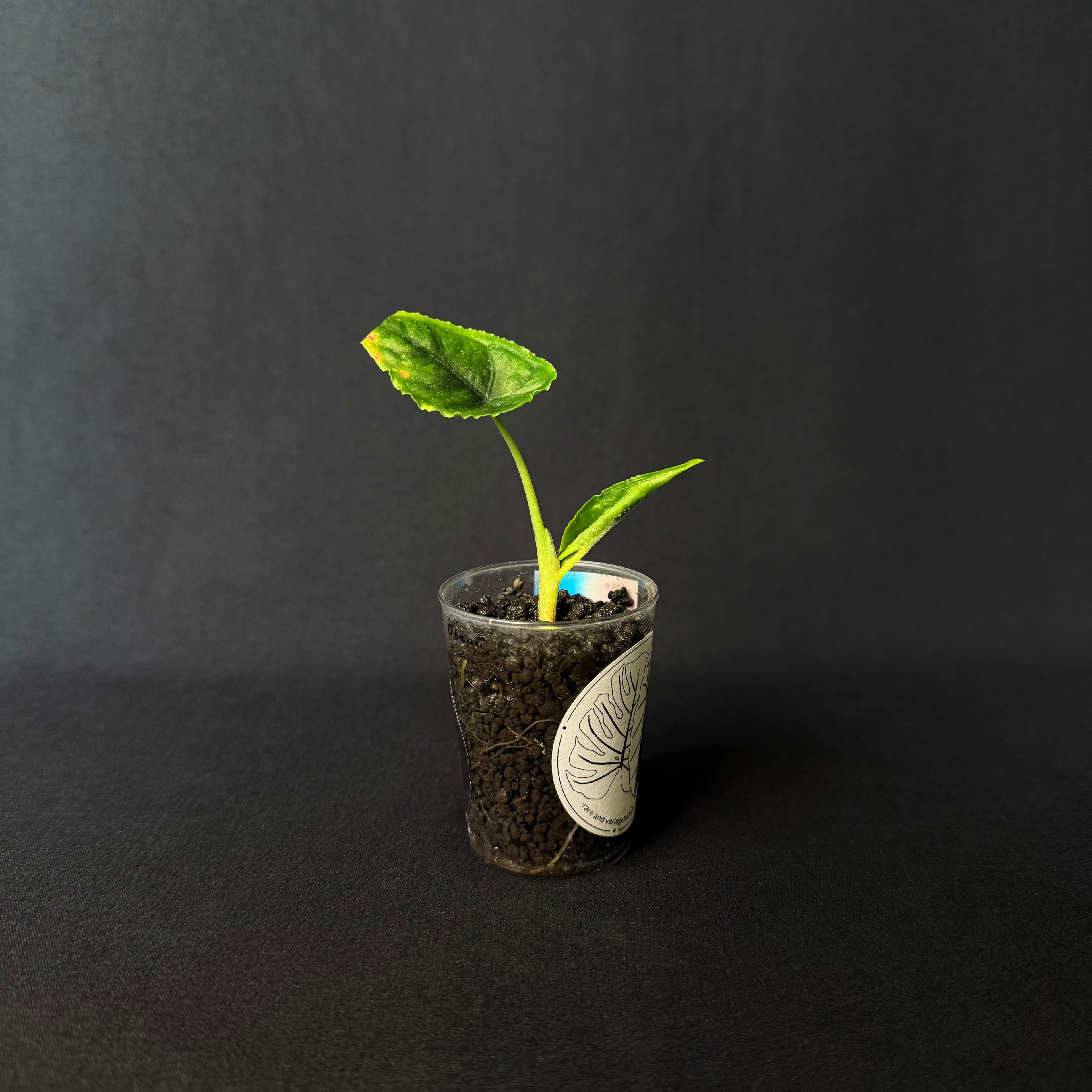 Alocasia Olanii #2