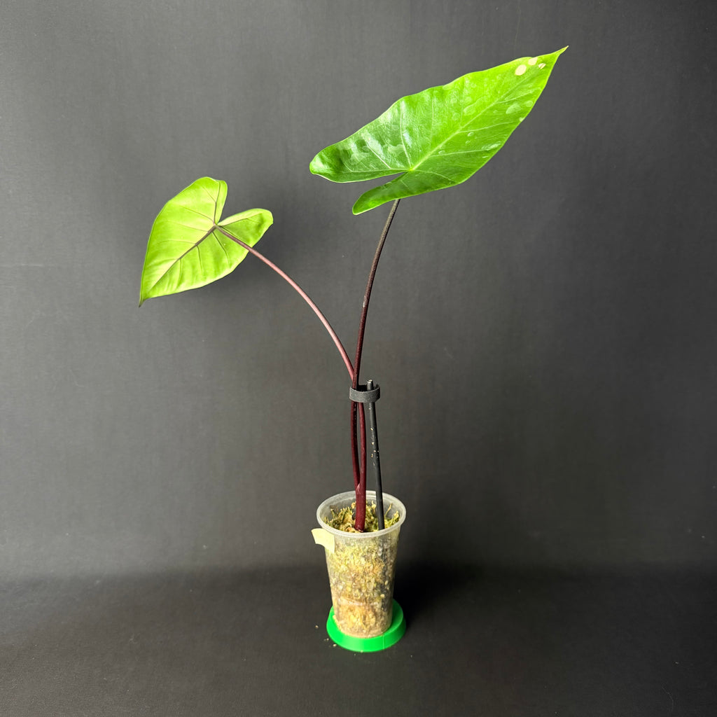 Alocasia Macrorrhizos 'Black Stem' #1-5