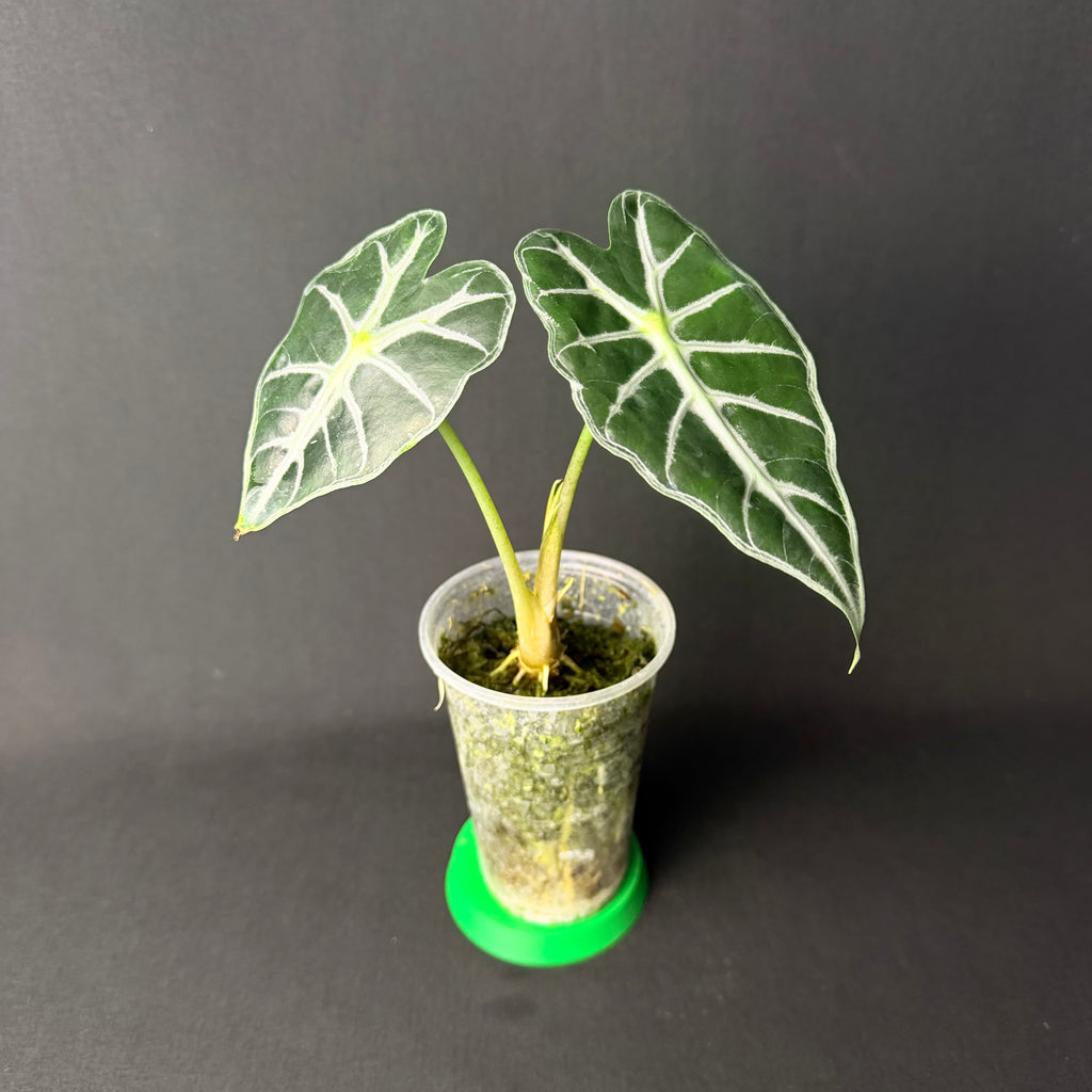 Alocasia Mandalay (Parasol) #1-2