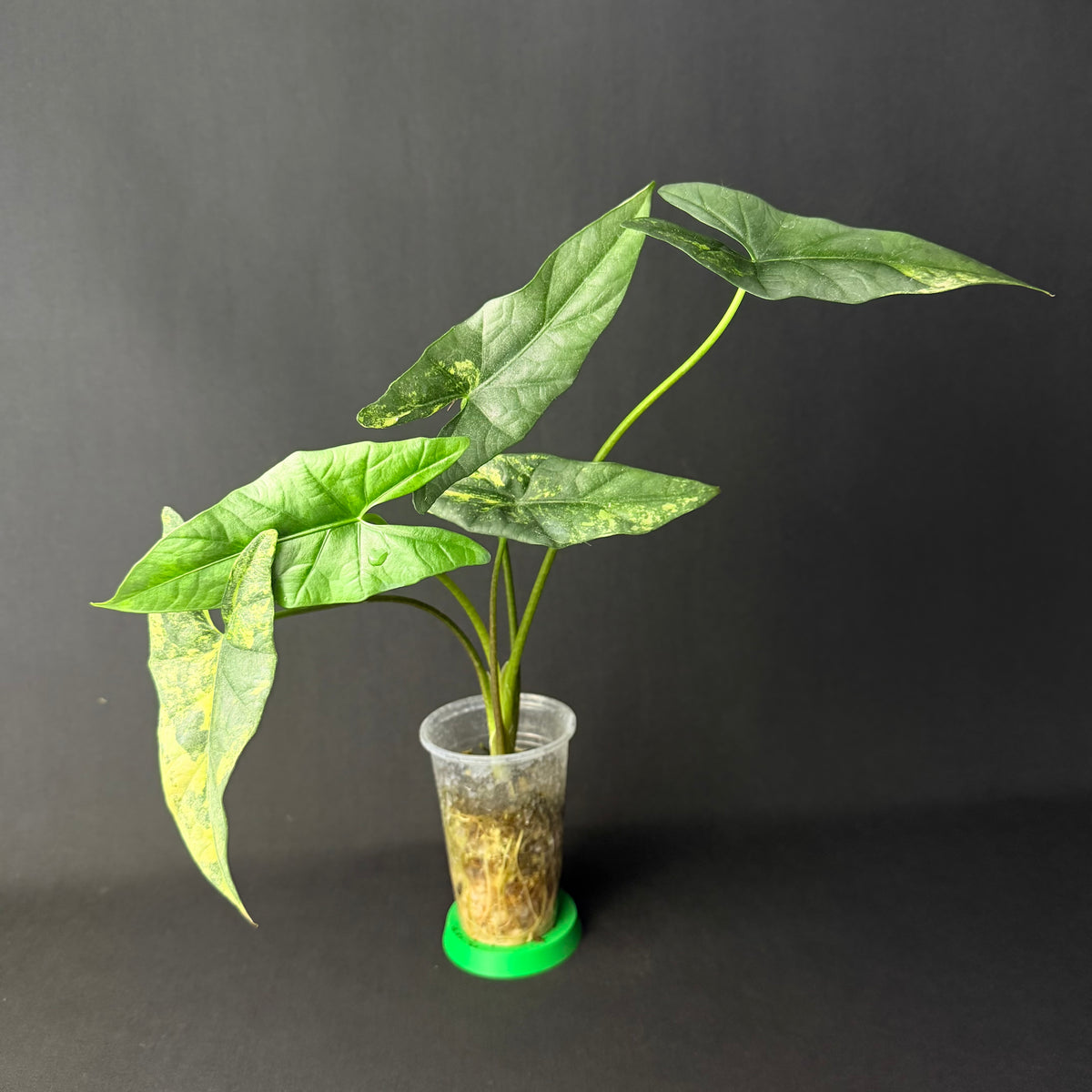 Alocasia Simpo Aurea Variegata #1