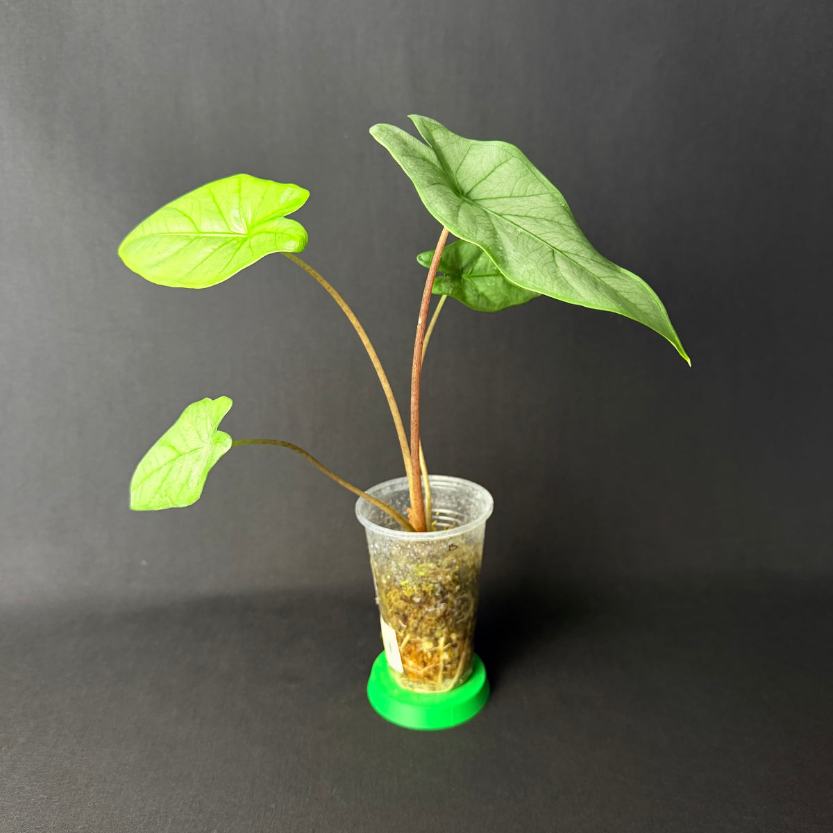 Alocasia Heterophylla ´Corazon´ #1-3