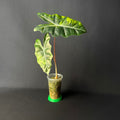 Alocasia Pseudosanderiana Aurea Variegata #1-6