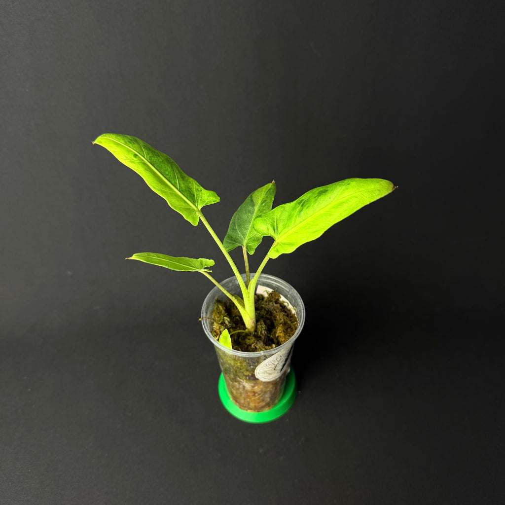 Alocasia Lauterbachiana Mint Variegata #1-2
