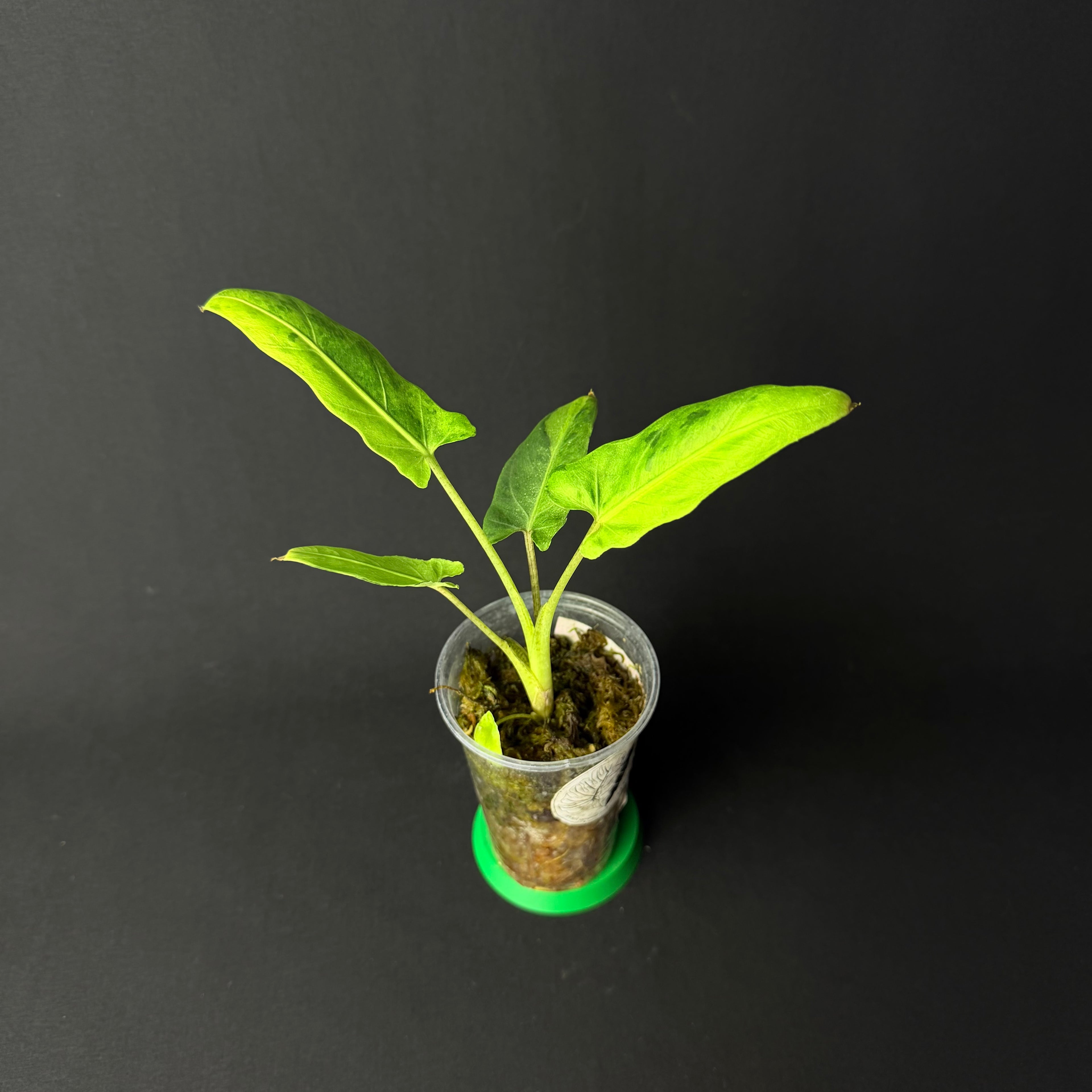 Alocasia Lauterbachiana Mint Variegata #1-2