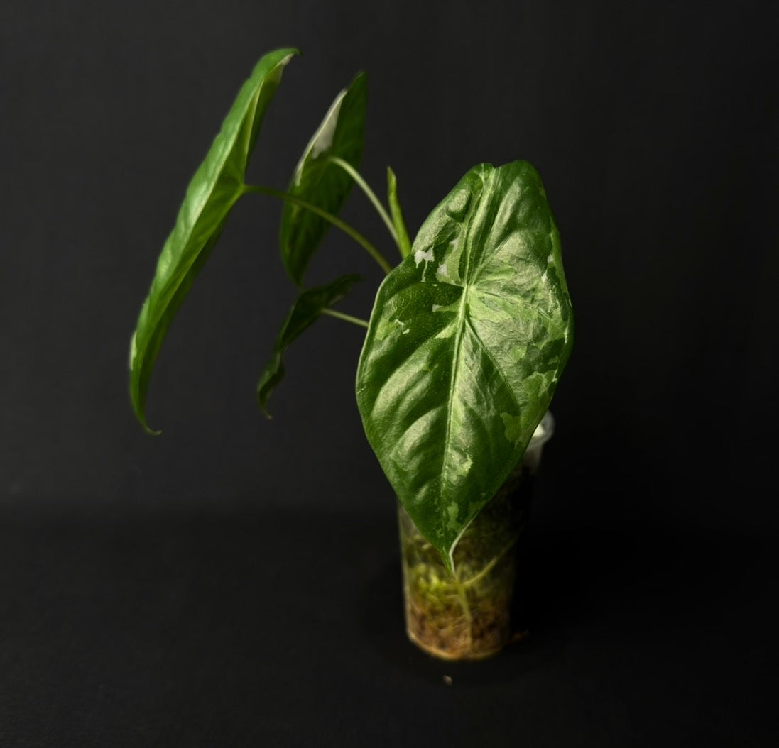 Alocasia Fornicata Albo Variegata #2