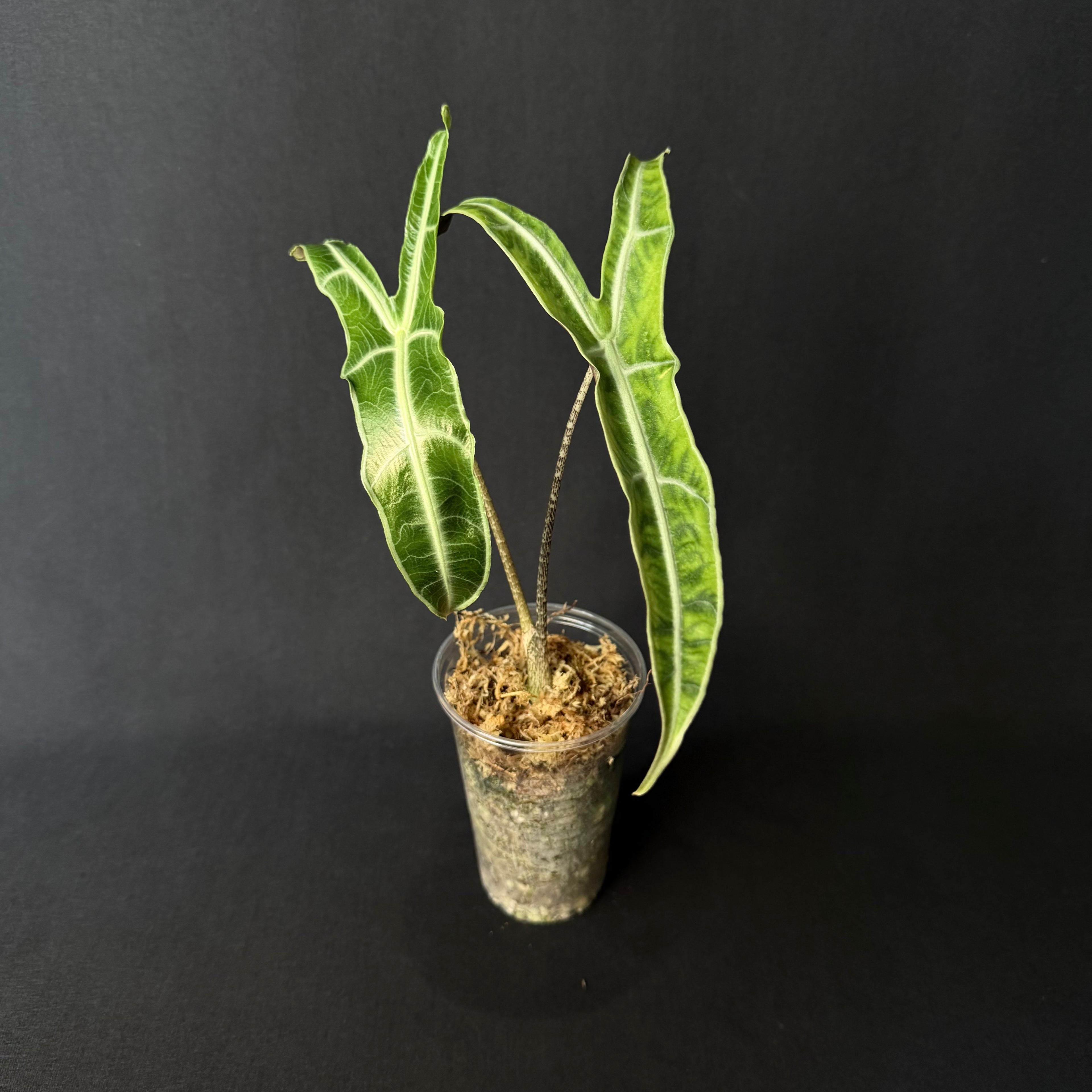 Alocasia Longiloba 'Borneo'