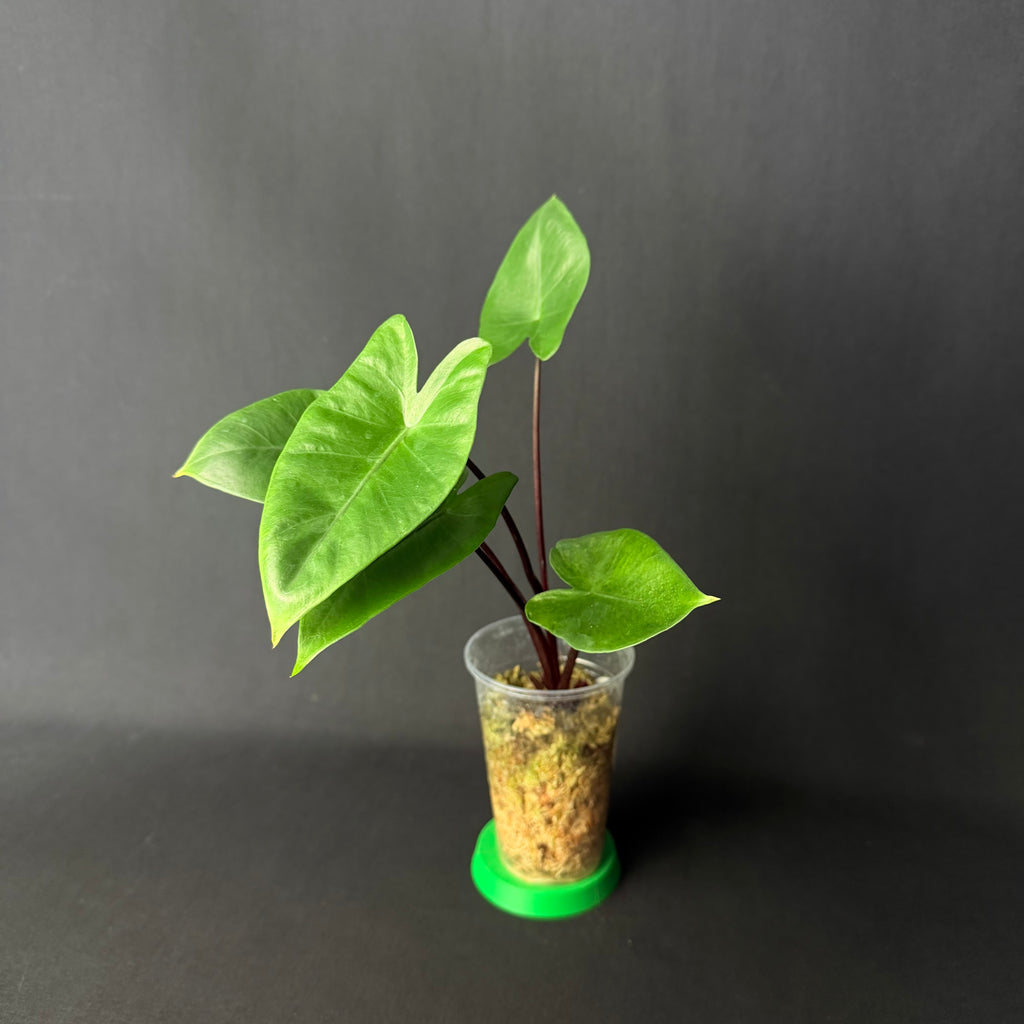 Alocasia Macrorrhizos 'Black Stem' #1-5