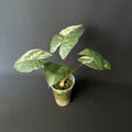 Alocasia Yucatan Princess Albo/Pink Variegata #1