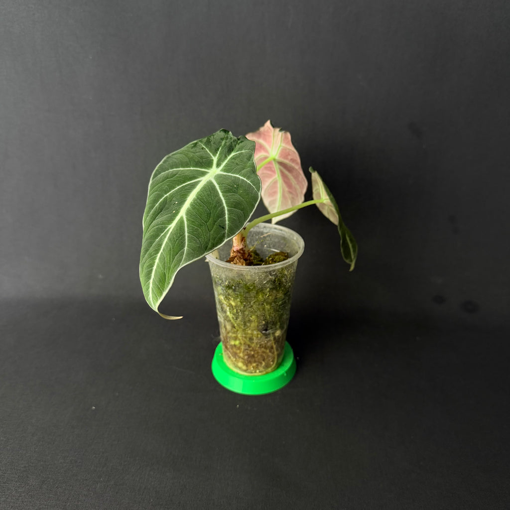 Alocasia Reginula 'Black Velvet' #1-2