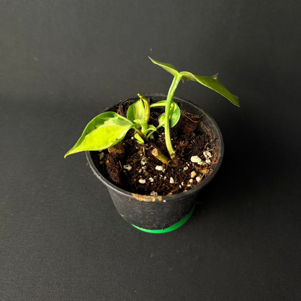 Philodendron Hederaceum 'Brasil/Cream Splash' #1-3