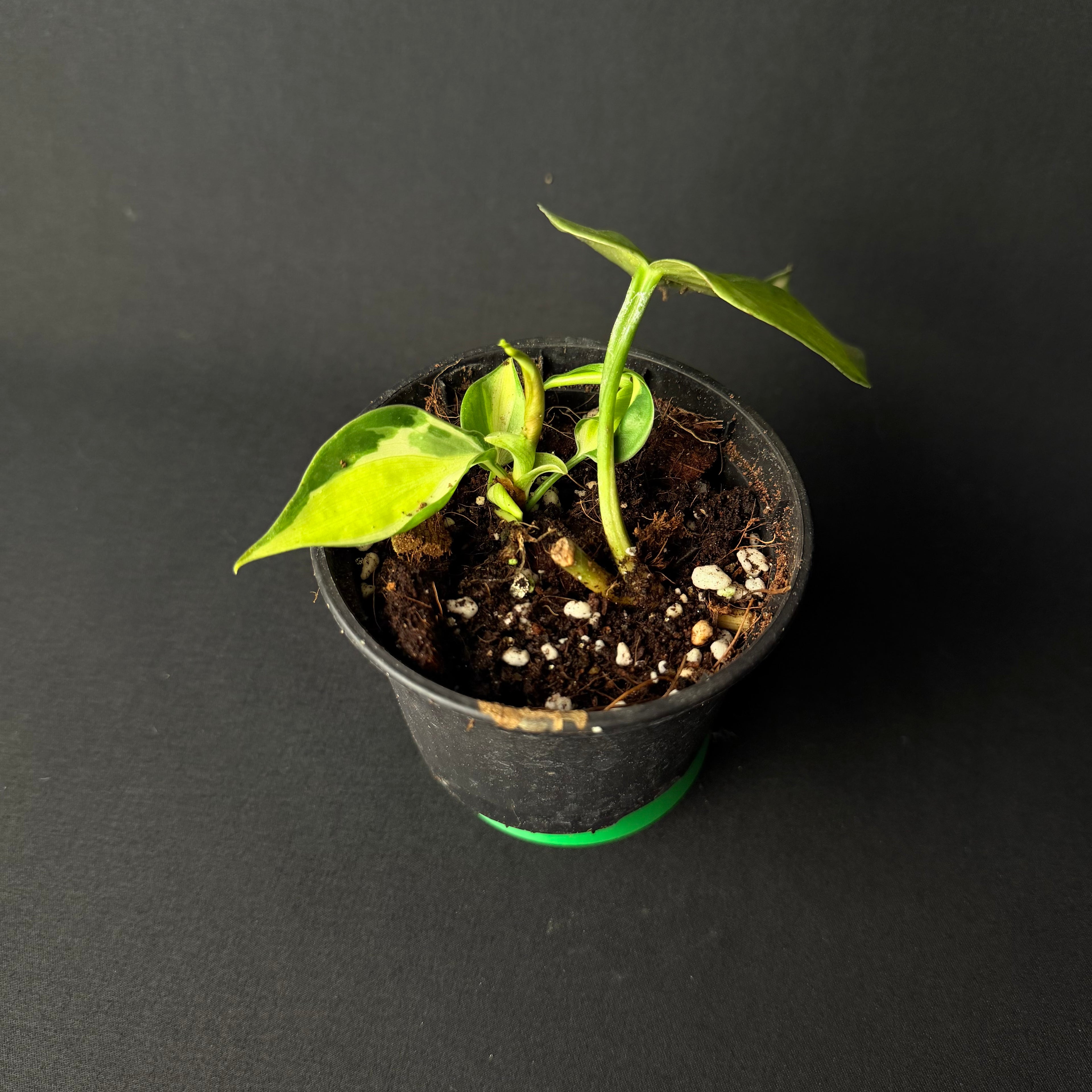 Philodendron Hederaceum 'Brasil/Cream Splash' #1-3