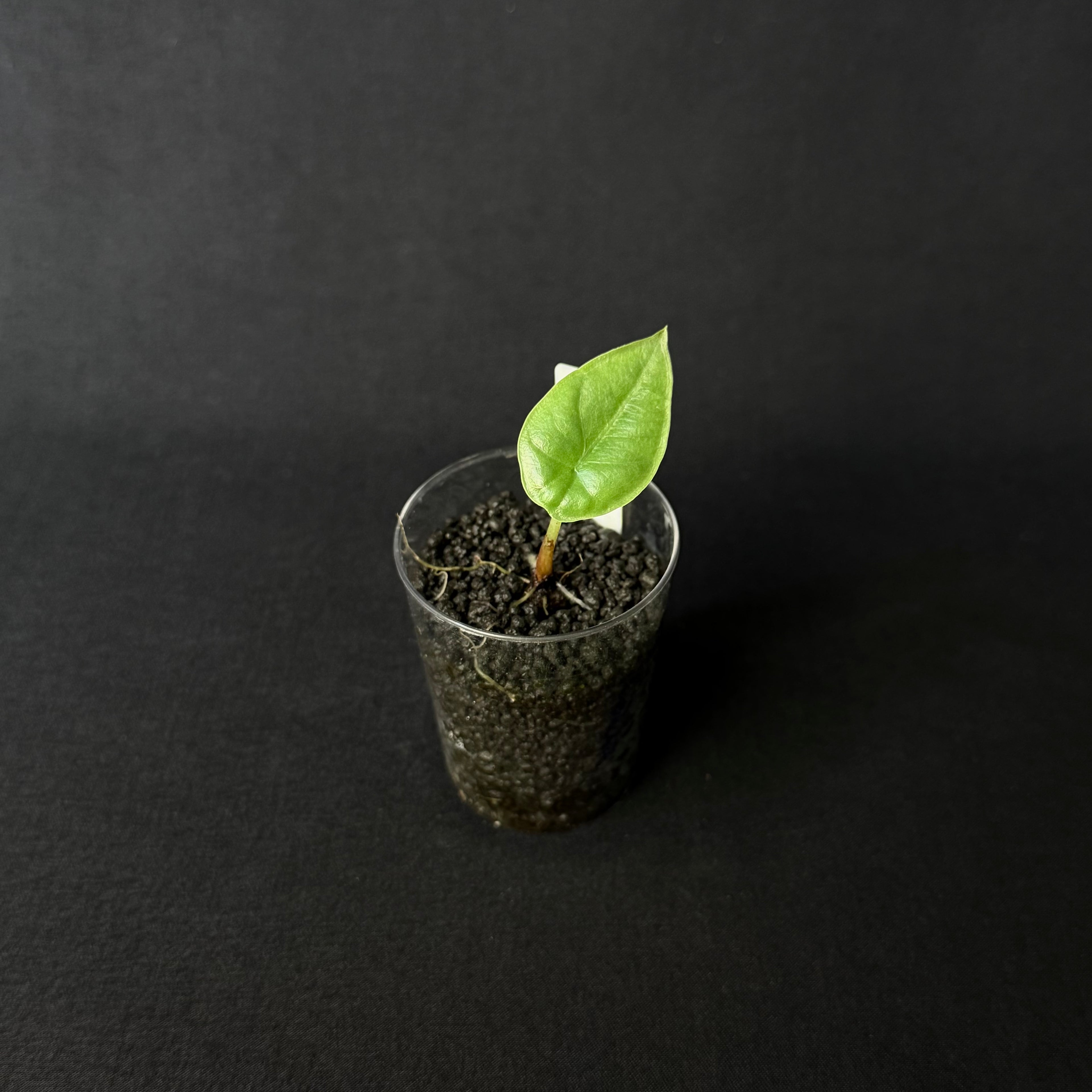 Alocasia Sintang #1