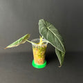 Plant template