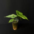 Alocasia Heterophylla Dragon's Breath #1