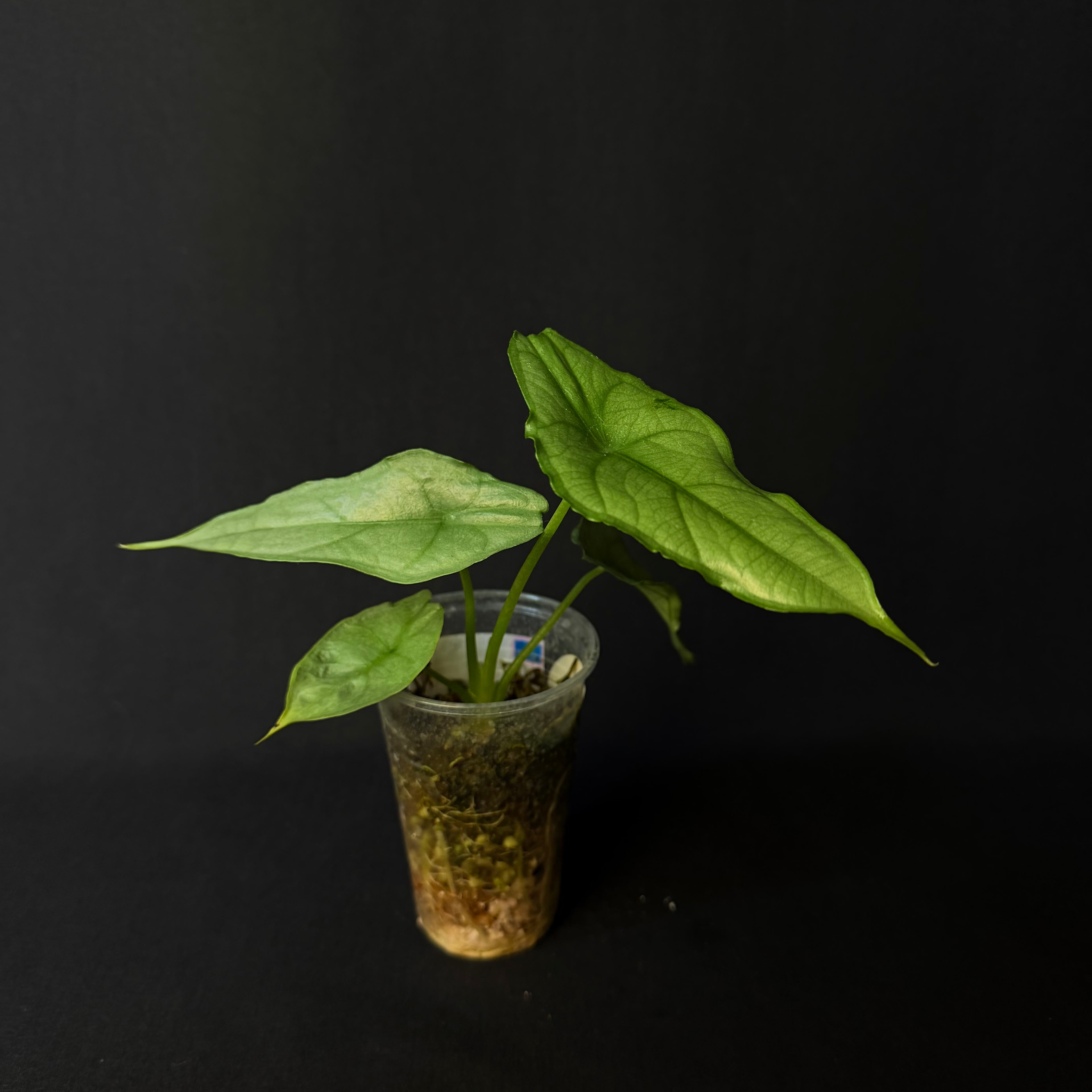 Alocasia Heterophylla Dragon's Breath #1