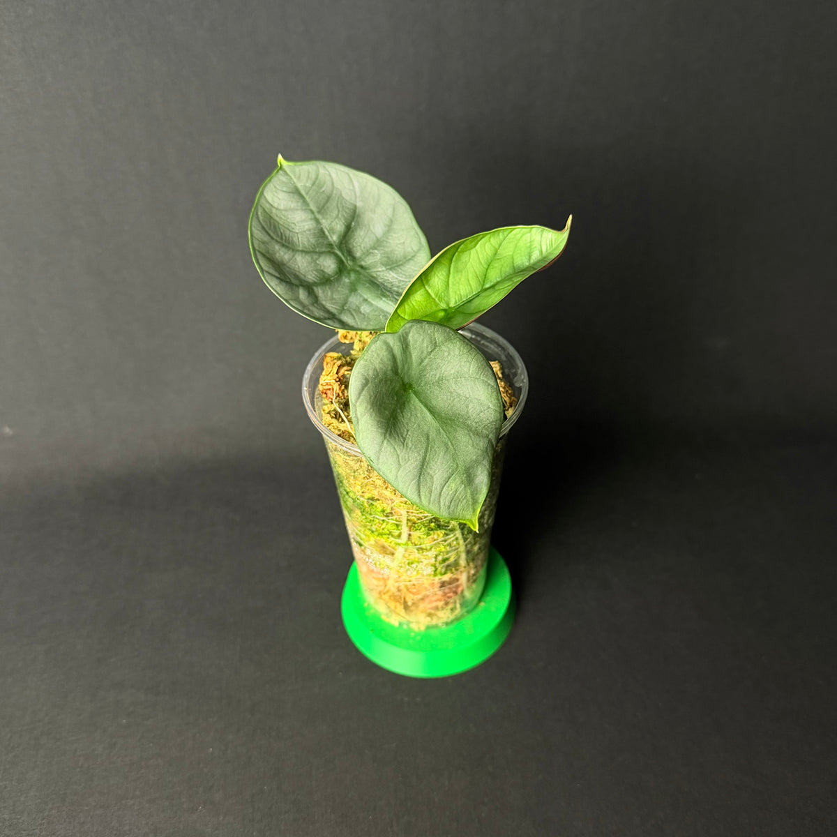 Alocasia Silver Streak | Baginda 'Silver Dragon' x Reginae #1-2