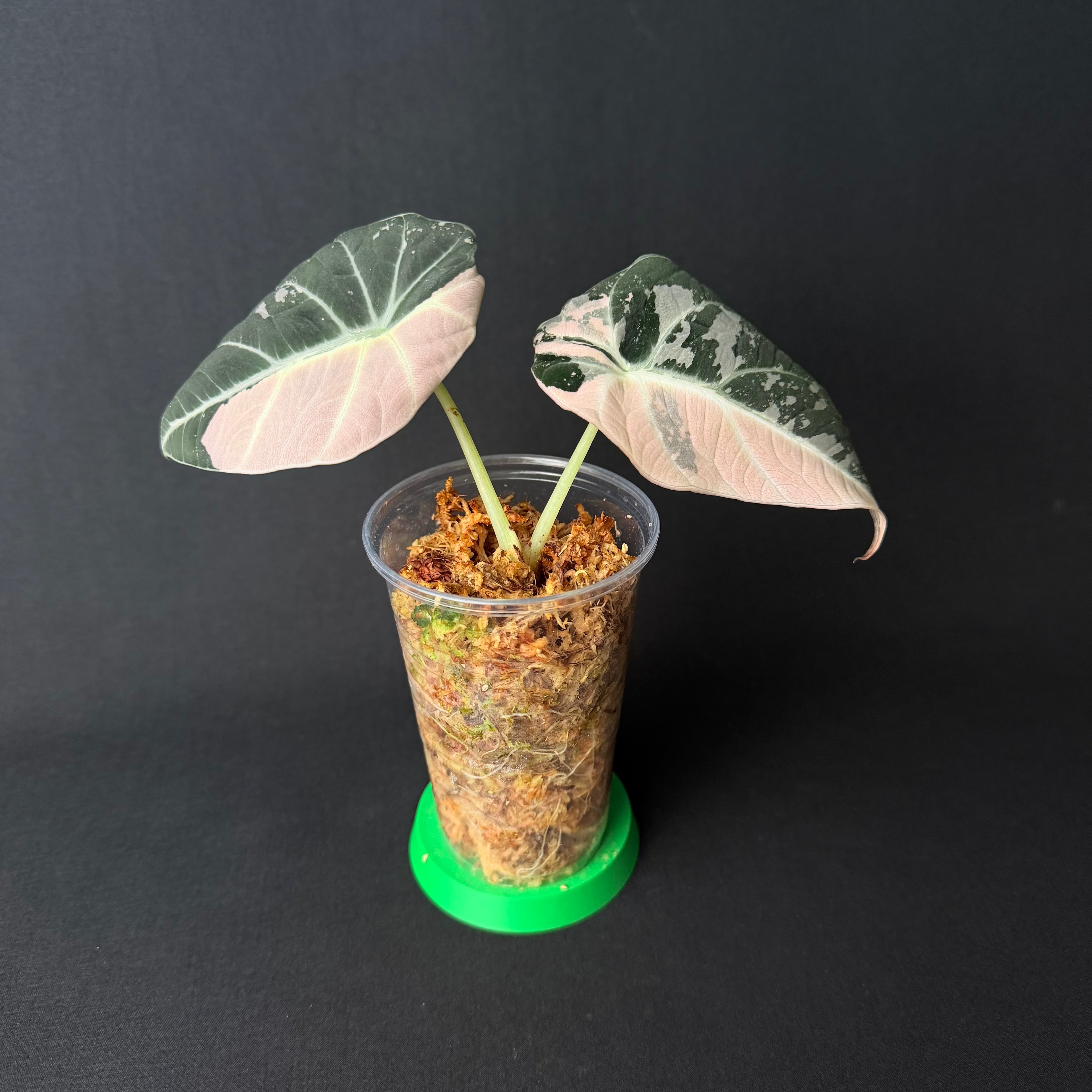Alocasia Reginula 'Black Velvet' Pink Variegata #1-2