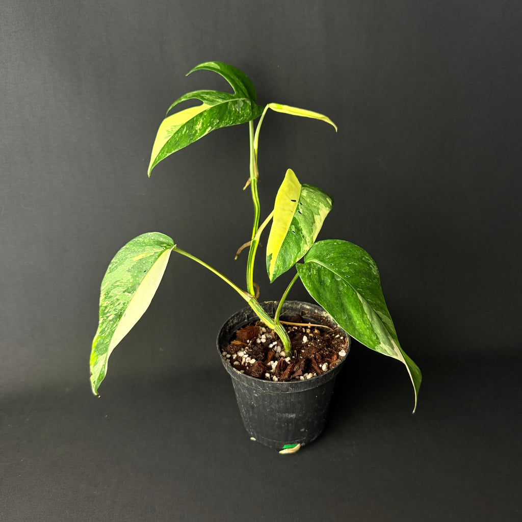 Epipremnum pinnatum Variegata #1-3