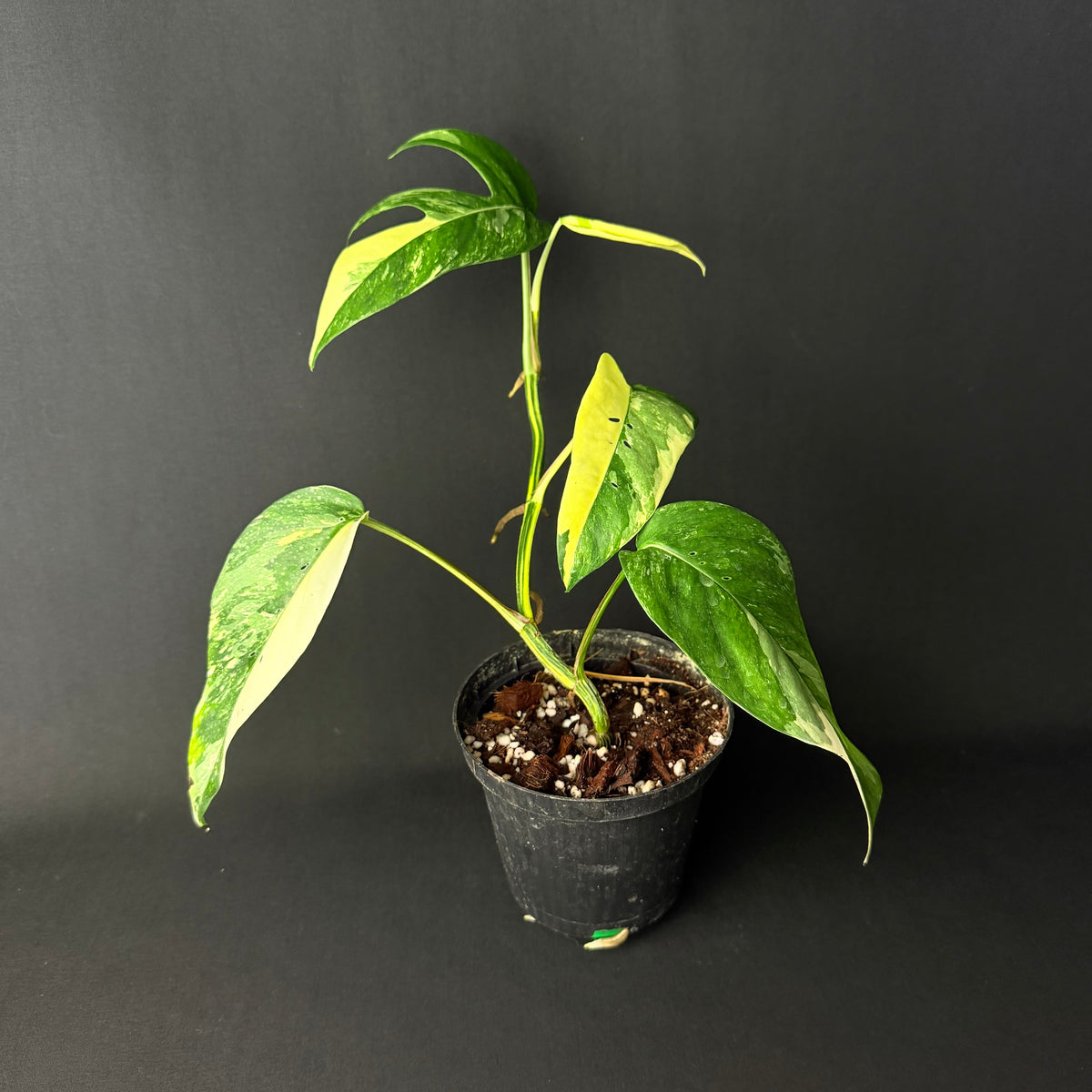 Epipremnum pinnatum Variegata #1-3