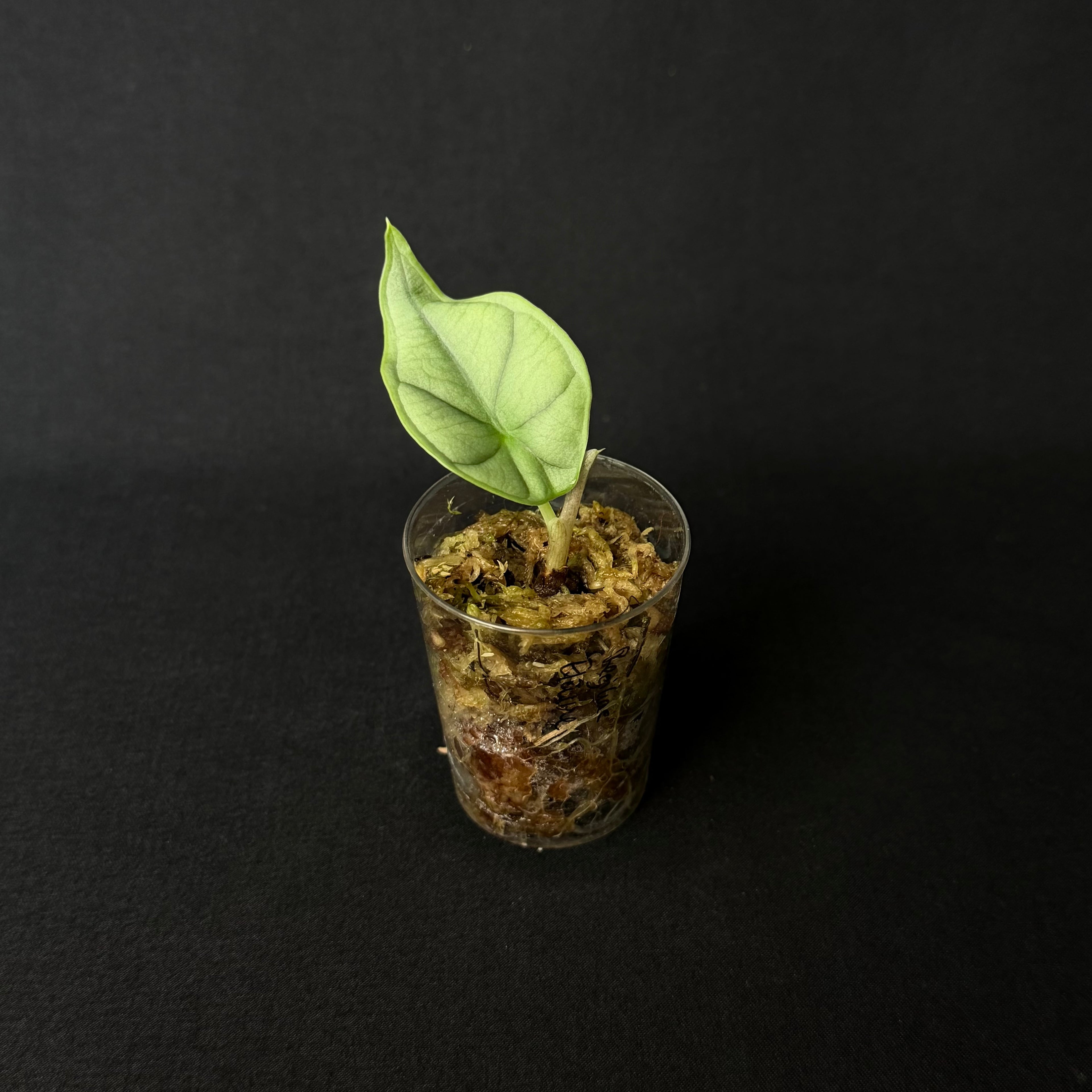 Alocasia Reginae Elaine