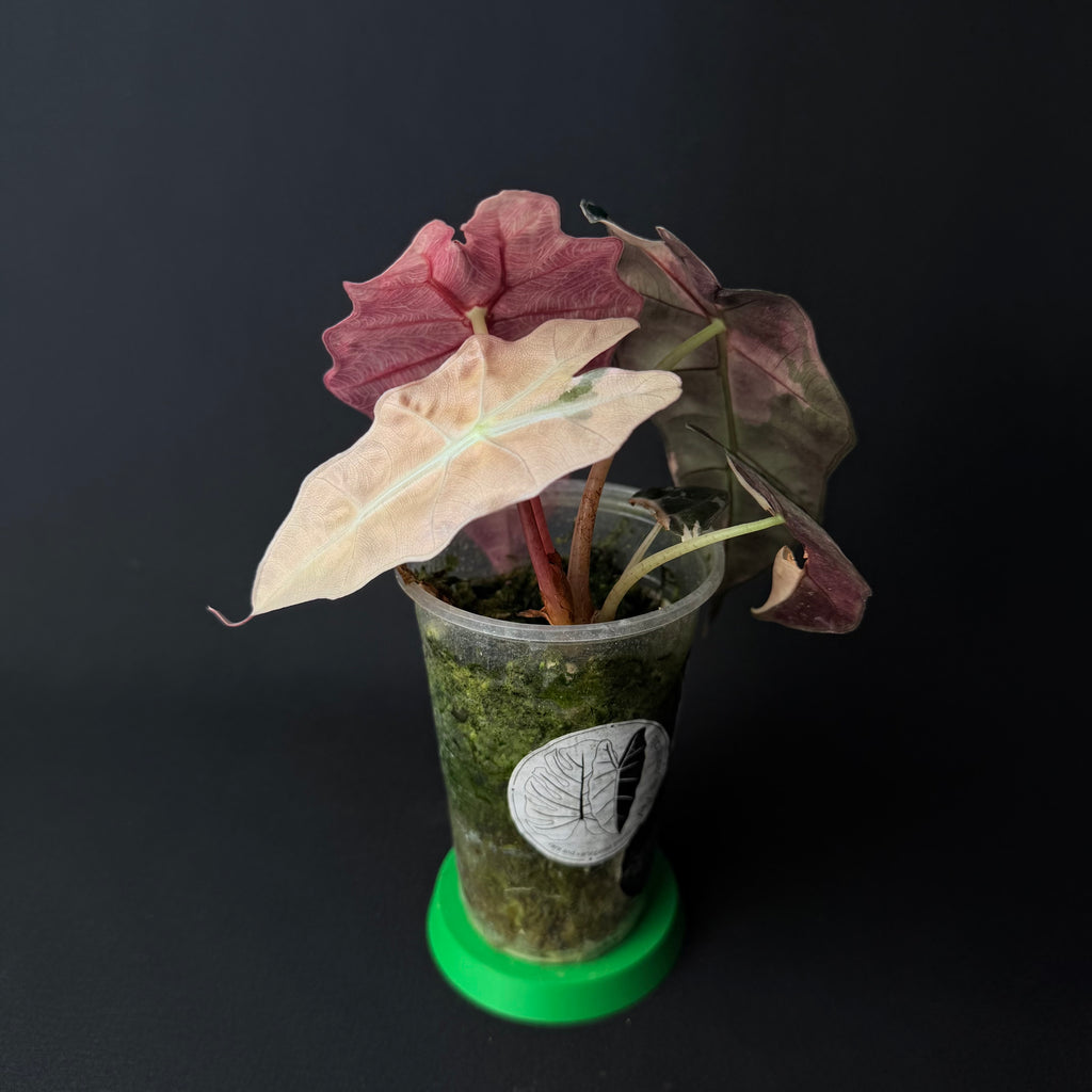 Alocasia Amazonica 'Polly' Pink Variegata #1
