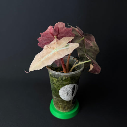 Alocasia Amazonica 'Polly' Pink Variegata #1