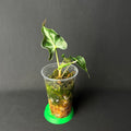 Alocasia Loco