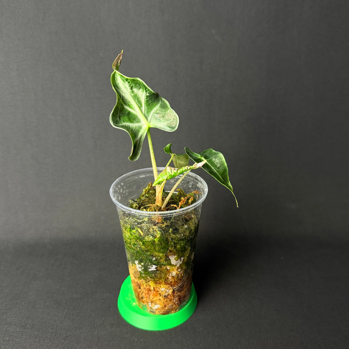 Alocasia Loco