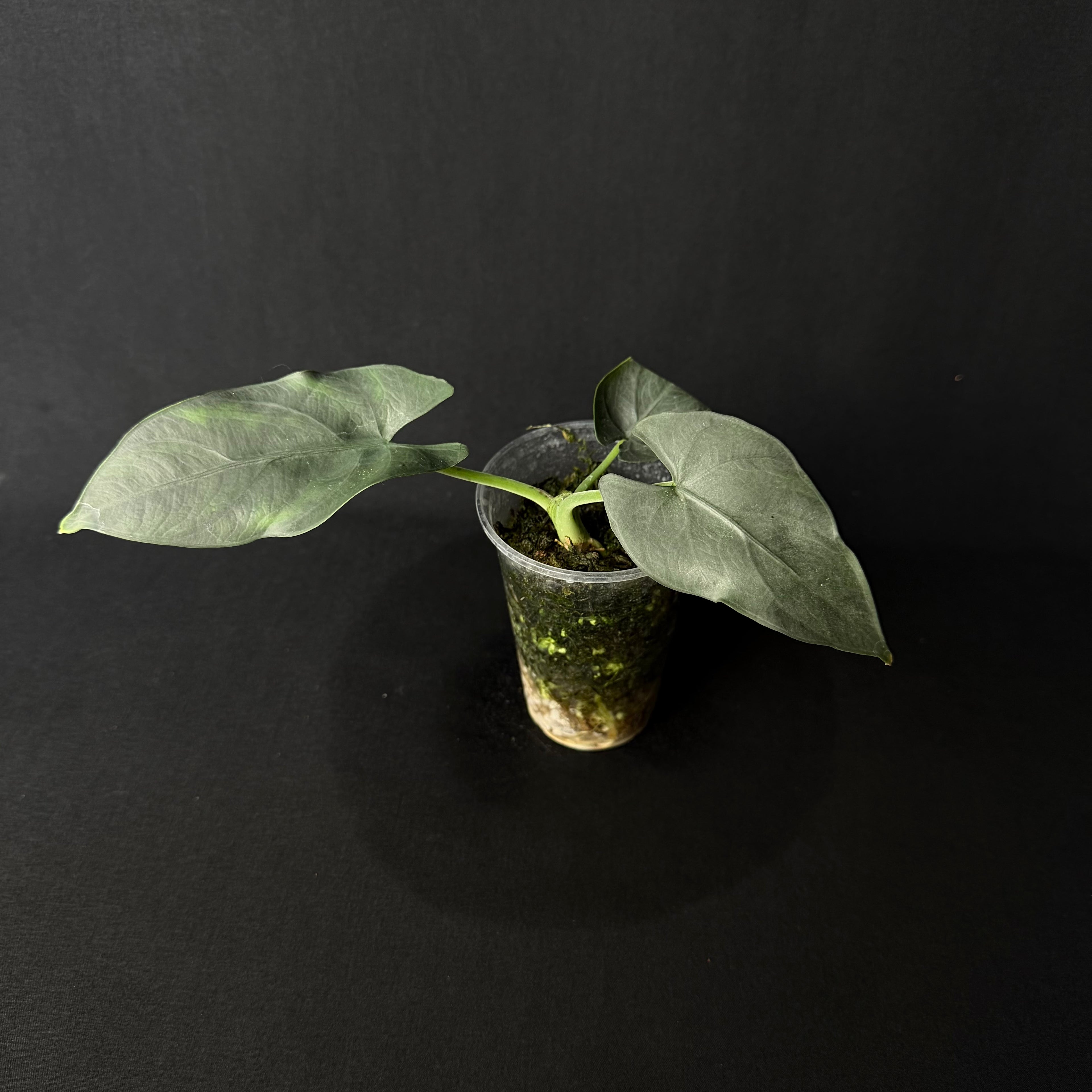 Alocasia Scabriuscula #1-3