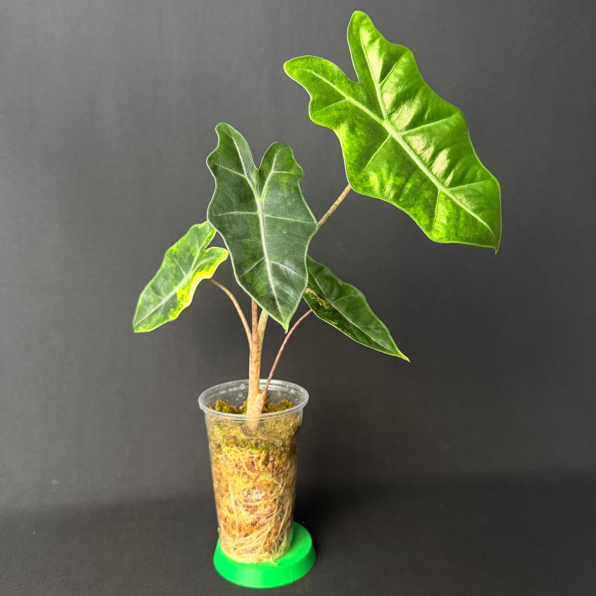 Alocasia Pseudosanderiana Aurea Variegata #1-6