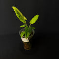 Alocasia Lauterbachiana Mint Variegata #1
