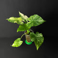 Alocasia Odora 'California' Albo Variegata (Gageana) #1-3