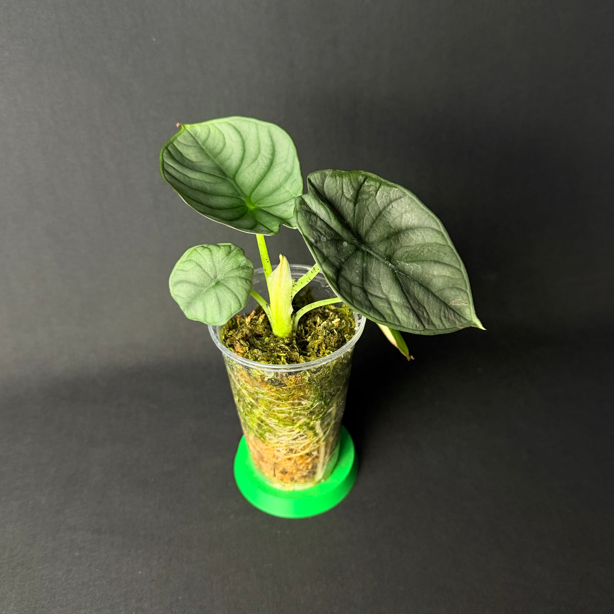 Alocasia Nebula