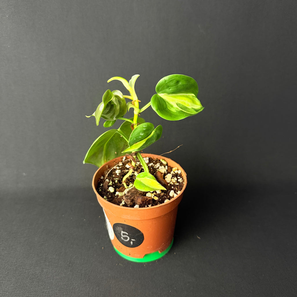 Philodendron Hederaceum 'Brasil/Cream Splash' #1-4