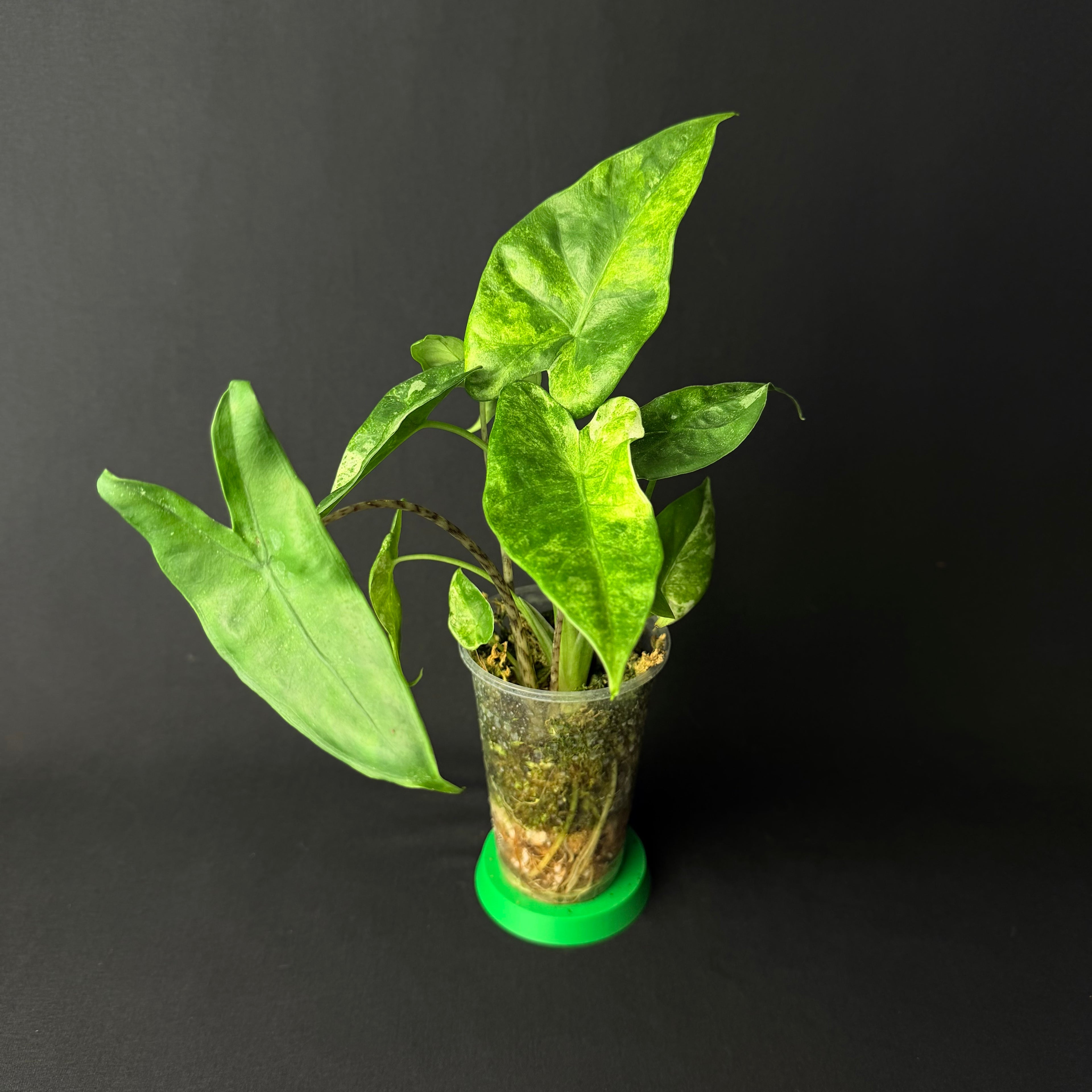 Alocasia Odora 'Batik' Variegata #1-9