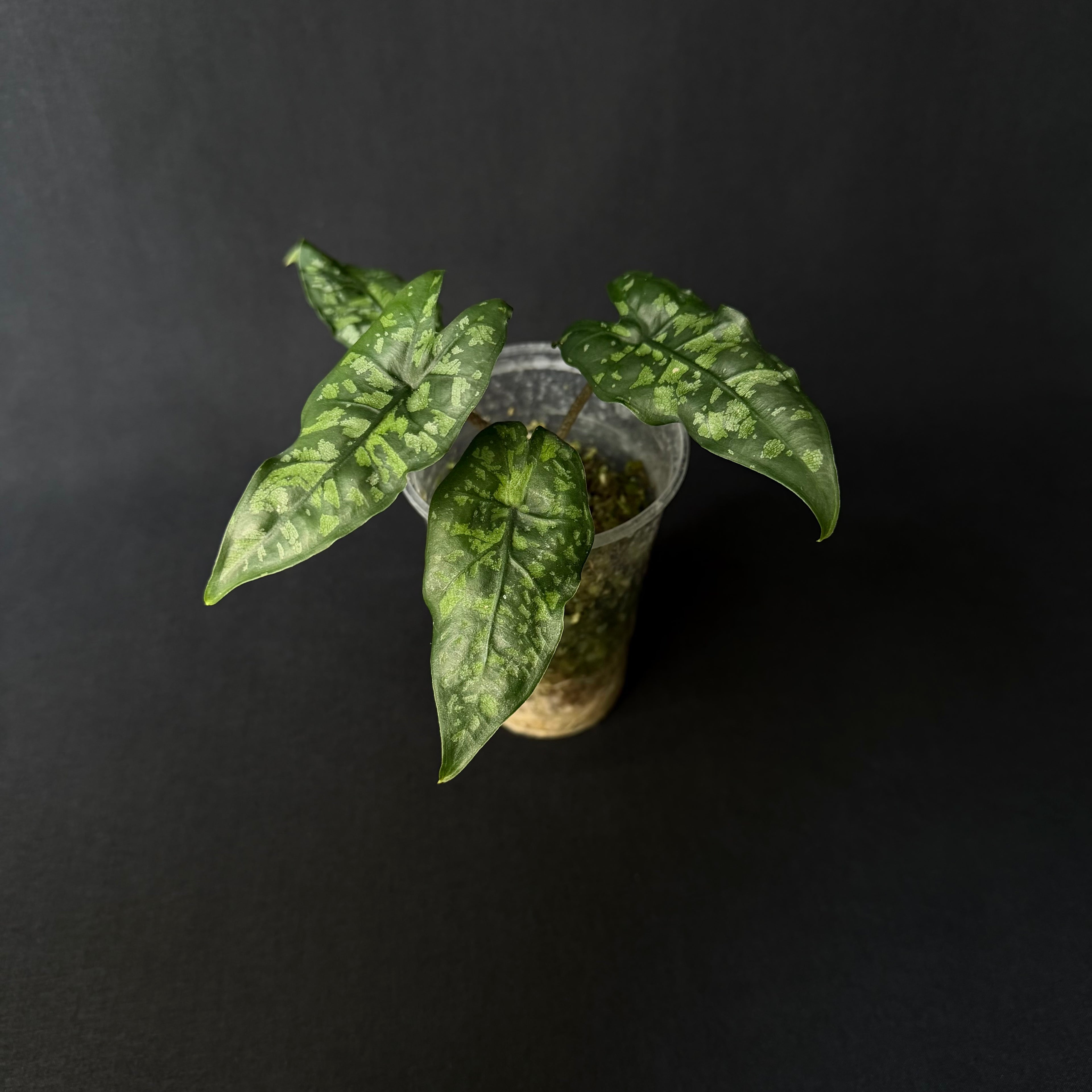 Alocasia Heterophylla ´Shattered Glass´#2