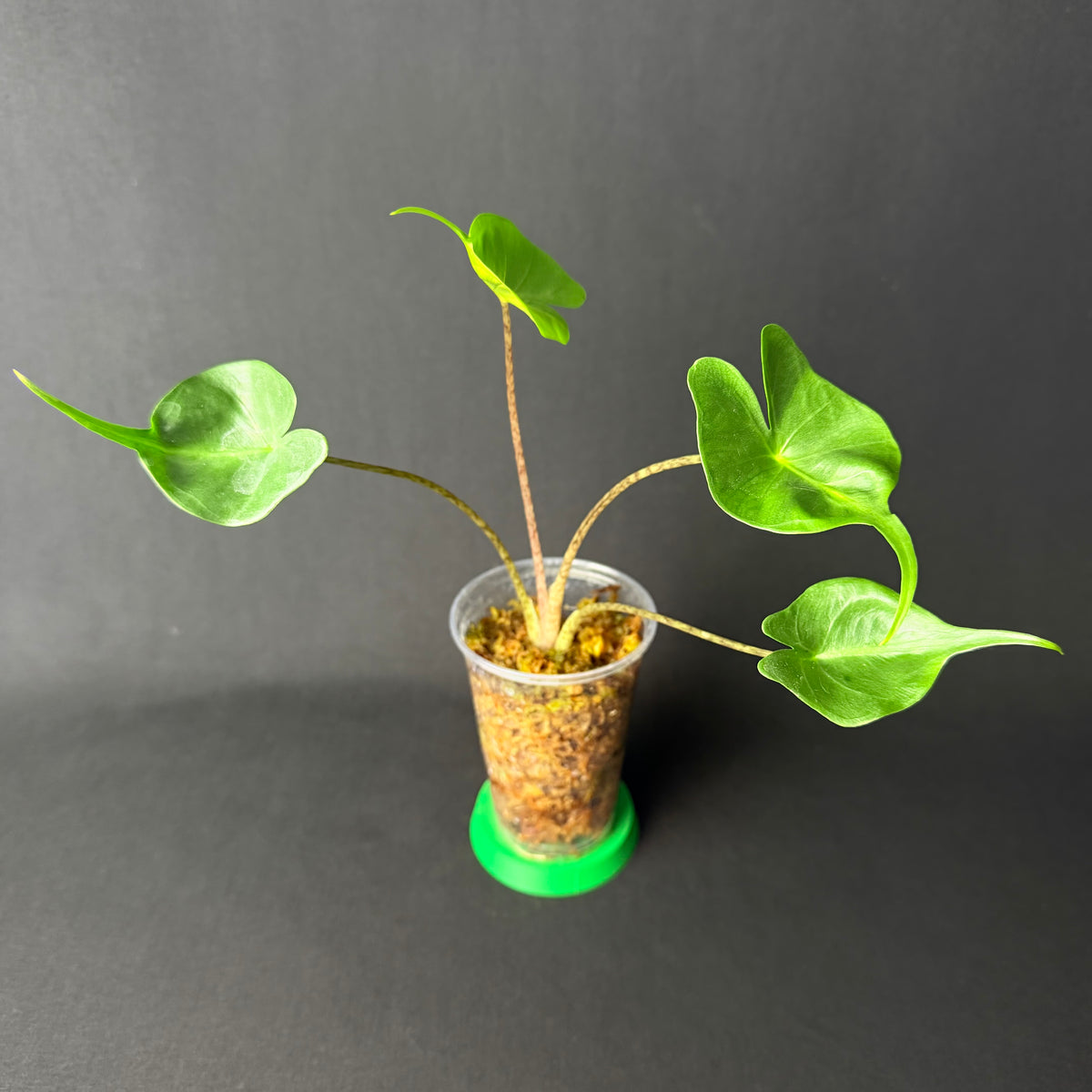 Alocasia Macrorrhizos 'Stingray' Mint Variegata #1-3